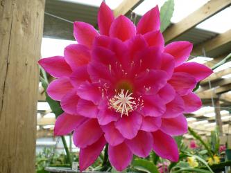 Epicactus-Hybriden Kiwi Baroness 