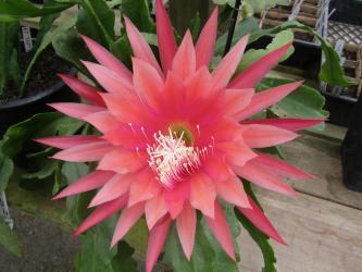 Epicactus-Hybriden Kiwi Beloved 