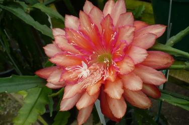 Epicactus-Hybriden Kiwi Calypso Queen 