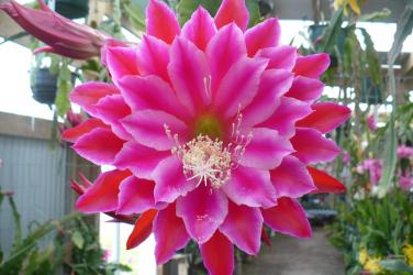 Epicactus-Hybriden Kiwi Chatterbox 