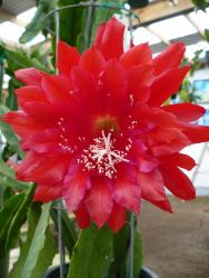 Epicactus-Hybriden Kiwi Christmas Parade 