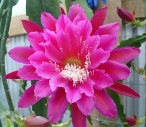 Epicactus-Hybriden Kiwi Countess 