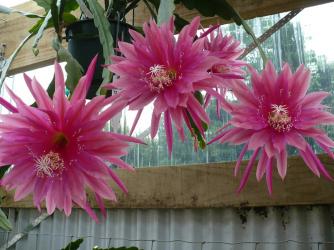 Epicactus-Hybriden Kiwi Dedication 