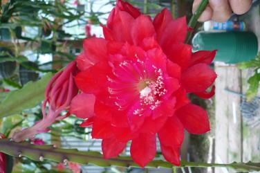 Epicactus-Hybriden Kiwi Deep Devotion 