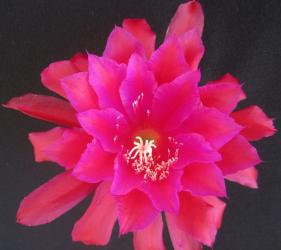 Epicactus-Hybriden Kiwi Dress Rehersal 