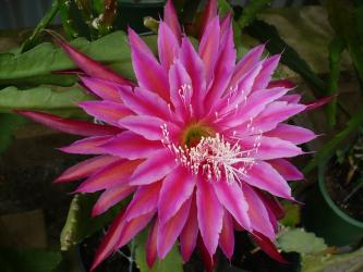 Epicactus-Hybriden Kiwi Fanfare 