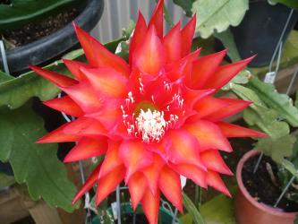 Epicactus-Hybriden Kiwi Festival 