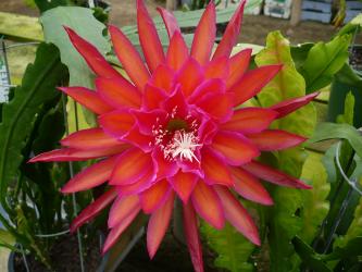 Epicactus-Hybriden Kiwi Filmstar ESA13555 