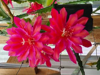 Epicactus-Hybriden Kiwi Fine Feathers 