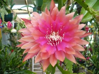 Epicactus-Hybriden Kiwi Goodwill 