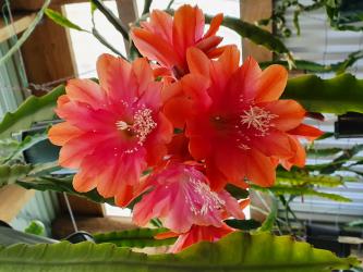 Epicactus-Hybriden Kiwi Gypsy Melody 