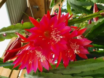 Epicactus-Hybriden Kiwi Gypsy Tango 