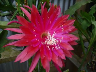 Epicactus-Hybriden Kiwi Happy Spirit 