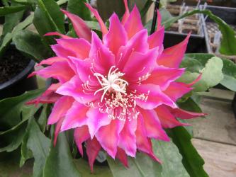 Epicactus-Hybriden Kiwi Hi Fi 