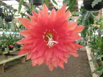 Epicactus-Hybriden Kiwi Holidaytime 