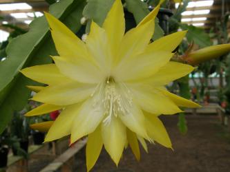 Epicactus-Hybriden Kiwi Honey Bright 