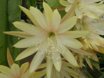 Epicactus-Hybriden Kiwi Honey Glow 