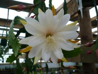 Epicactus-Hybriden Kiwi Honey Maid 