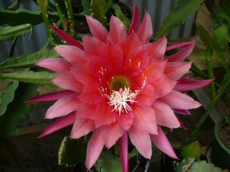 Epicactus-Hybriden Kiwi Immortality 