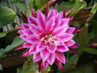 Epicactus-Hybriden Kiwi Independence 