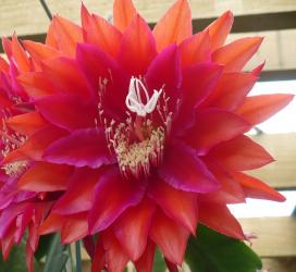 Epicactus-Hybriden Kiwi Jazzband 