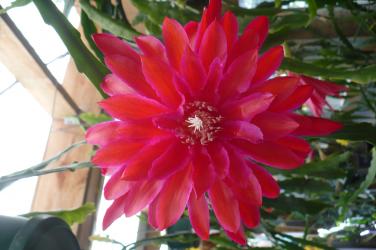 Epicactus-Hybriden Kiwi Little Minx 