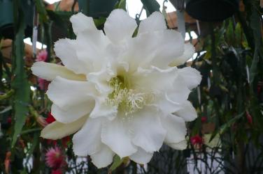 Epicactus-Hybriden Kiwi Luna Echo 