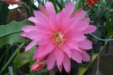 Epicactus-Hybriden Kiwi Misty Pink 