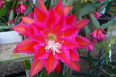 Epicactus-Hybriden Kiwi Mystique 