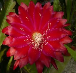 Epicactus-Hybriden Kiwi National Anthem 