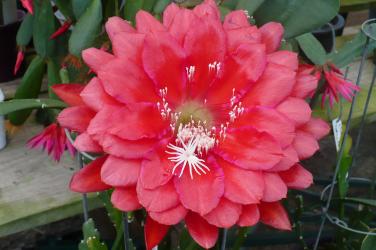 Epicactus-Hybriden Kiwi Pacific Queen 