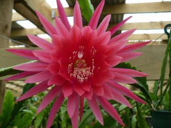 Epicactus-Hybriden Kiwi Panorama 