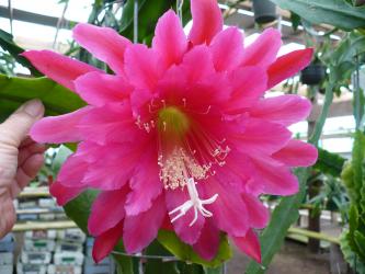 Epicactus-Hybriden Kiwi Partydress ESA13559 