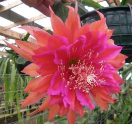 Epicactus-Hybriden Kiwi Passionate Affair 