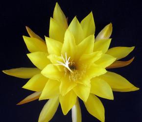 Epicactus-Hybriden Kiwi Pineapple Crush 