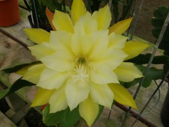 Epicactus-Hybriden Kiwi Pineapple Fizz 