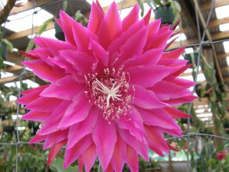 Epicactus-Hybriden Kiwi Pop Idol 