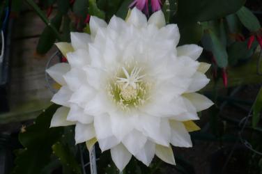 Epicactus-Hybriden Kiwi Queen Iolanthe 