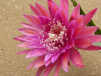 Epicactus-Hybriden Kiwi Razzle Dazzle 