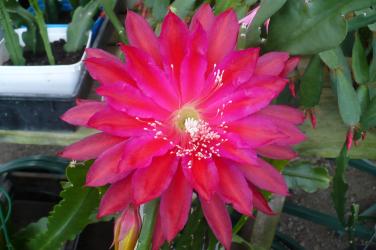 Epicactus-Hybriden Kiwi Red Zinger 