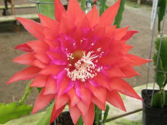 Epicactus-Hybriden Kiwi Remembrance 