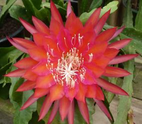 Epicactus-Hybriden Kiwi Reunion 