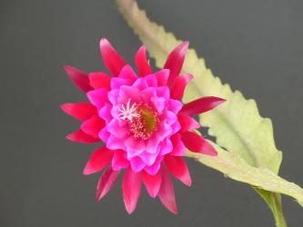 Epicactus-Hybriden Kiwi Romance 