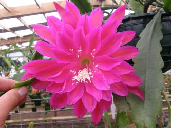 Epicactus-Hybriden Kiwi Royal Highness 