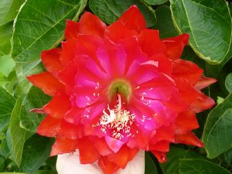 Epicactus-Hybriden Kiwi Royalist 