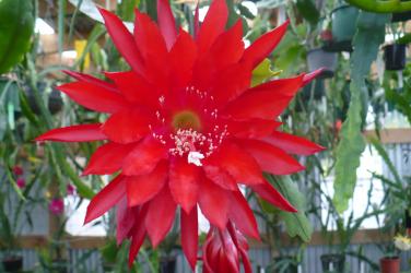 Epicactus-Hybriden Kiwi Shadow Dancer 