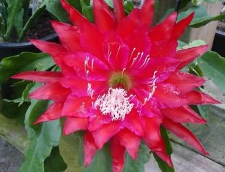 Epicactus-Hybriden Kiwi Silent Stranger 