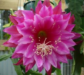 Epicactus-Hybriden Kiwi Soprano 