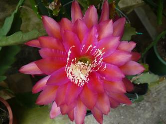 Epicactus-Hybriden Kiwi Stolen Moments 