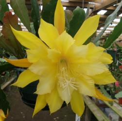 Epicactus-Hybriden Kiwi Sunshine 